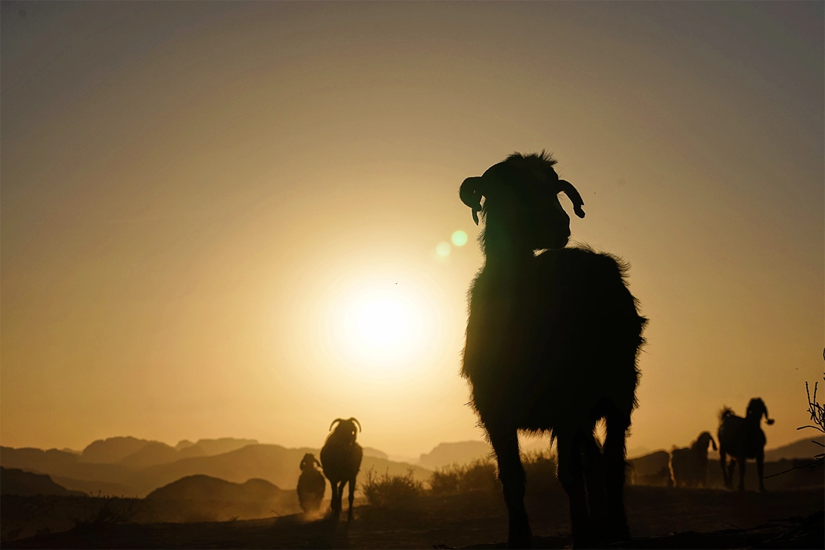 Afrika’ya Kurban Bağışı