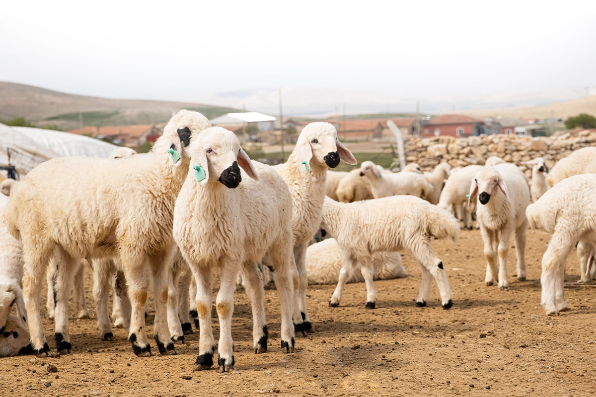Kurban Bağışı