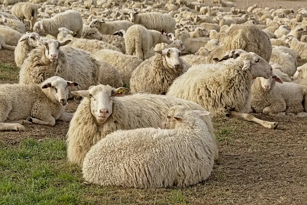 Kurbanlıkta Kapak Atması Ne Demektir? 